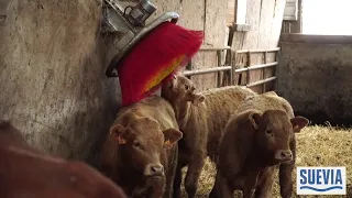 Brosse à vache Easycleaner de Suevia, France