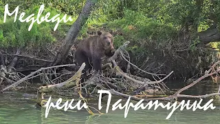Медведи реки Паратунка 4K