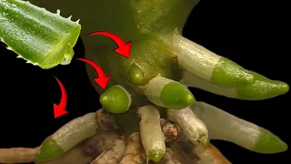 Use aloe vera this way! The orchid will be healthy and revive many new roots