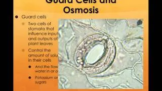 Bio diffusion, osmosis, and nergy.mp4