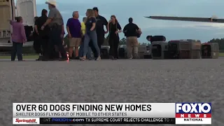 65 dogs along the Gulf Coast transported from Mobile to Pennsylvania