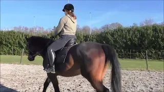 Paard leren nageven; begrijpelijke basisles