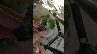 how I save my African violet from mealy bug part 2