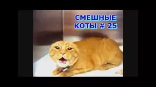 Приколы с кошками и котами #25. Подборка смешных и интересных видео с котиками и кошечками 2017