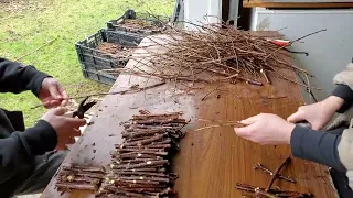 Hardwood Cuttings - Processing for Shipping