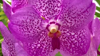 Orchids... a beautiful parasite.