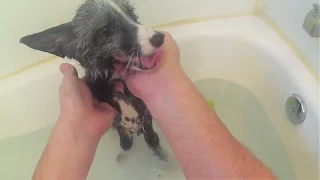 OH NO, IT'S FOX BATH TIME