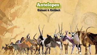ANTELOPES - Size Comparison, All Species.