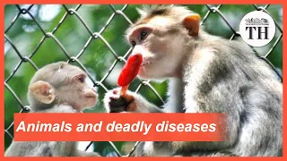 All about Zoonotic Diseases