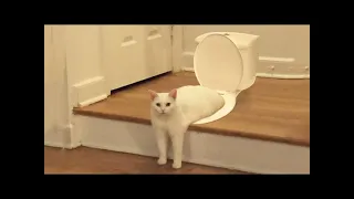 Funny cat videos 2021😺 Try not to laugh 😂 or grin challenge | Cute And Funny Cats Land