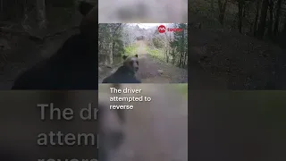 Mother bear attacks truck in Japan