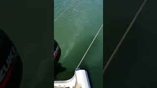 Sand eel trawling