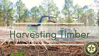 Harvesting Timber on Your Property - What You Need to Know