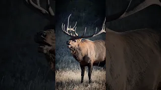 In the thick of it. #elk #wildlife #wildlifephotography