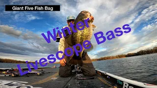 Winter Livescope Bass