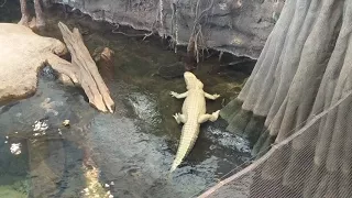 Albino Alligator vs Common Snapping Turtle