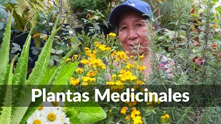 5 Plantas MEDICINALES que tienes que tener en tu JARDIN / PLANTAS MEDICINALES