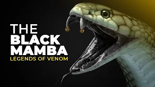 The venomous snake of Africa - SAVANNAS,  Black Mamba  | Legends of Venom