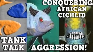 Conquering African Cichlid Aggression!! "TANK TALK" Presented by KGTropicals