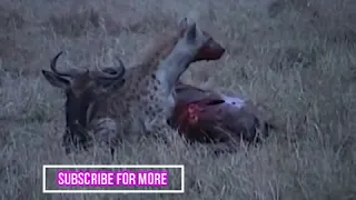 Hyena eat wildebeest alive