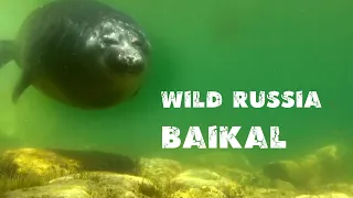 BAIKAL. Spawning OMUL [Nerpa] Bears. Sable. Diving. Zabaikalsky park. (Hunting for poachers)