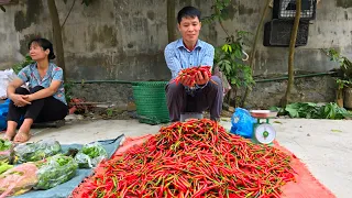 220Days: Harvest Agricultural ( Crabs, Frogs, Fish, Chilli, Green Vegetables ) Go to the market sell