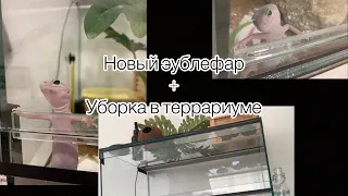 Уборка в террариуме плюс новый эублефар ￼))) ￼