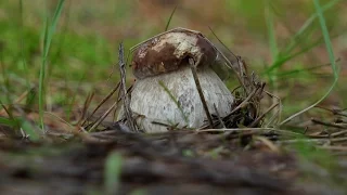 "Заколдованный" рыбинский лес