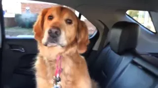 Smart Golden Retriever knows he is at the Vet