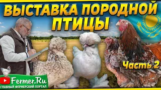 Вот это красота! Кохинхин|султанки|бентамки|ко шамо|серама. Разные породы кур. Мнение судьи по курам