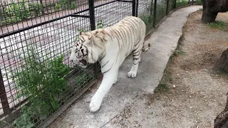 Шикарный белый тигр Раджа! Raja's gorgeous white tiger!