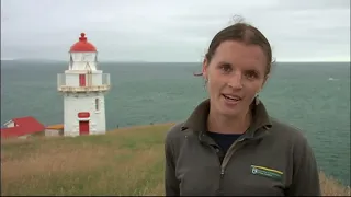 Meet the Locals: Taiaroa Head seabirds