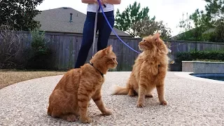 TAKING MY CATS FOR A WALK!!