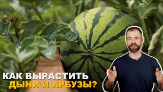 Это не миф! Арбузы и дыни в открытом грунте.