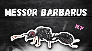 Ma fondation de 7 Messor barbarus explose !!! ( Est-ce vraiment bien pour les débutants ? )