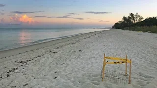 Robb’s Friday Morning Beach Walk in North Naples, FL 07.13.18