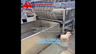 How sheep dehairing machine works? Goat abattoir slaughtering equipment manufacturer slaughterhouse