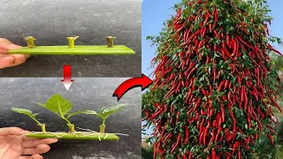 SPECIAL TECHNIQUE - Propagating chili plants with aloe vera produces fruit all year round