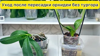Аминокислоты для восстановления тургора слабой орхидеи и роста корней орхидеи