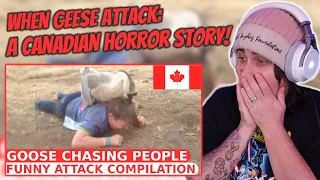Goose chasing people - funny geese attack compilation | Australian Reacts | AussieTash