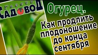 ОГУРЦЫ. Как продлить плодоношение до конца сентября