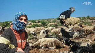 Herd of Sheep and Goats of the Shepherd's Girl Edanur | Documentary ▫️4K▫️