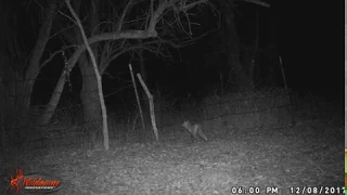 Red fox at my bob cat set.Missouri game cam.