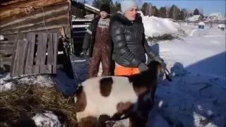 Нубийский козел ,разведение коз,козоводство в Сибири.
