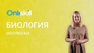 Биология 7 класс : Моллюски