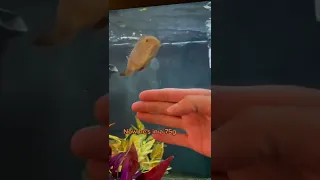 oscar fish growth