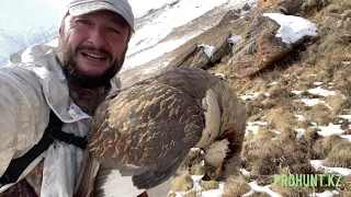 Охота на гималайского улара. Hunting Himalayan snowcock in Kazakhstan