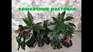 Комнатные растения с названиями!