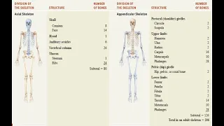 The Skeletal System, part one from all portions of the unit