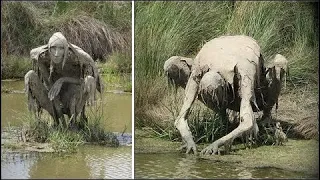 15 Chernobyl Creatures That Surprised Scientists